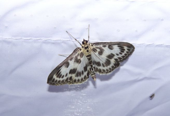 2_DSC03850_fotoJanWALTER-ZČM