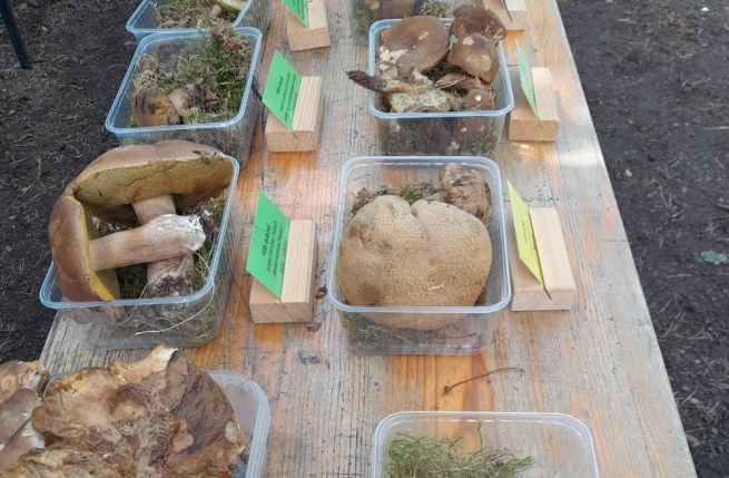 Fotky z výstavky 22.-23.6.24 na Sofronce (2) - kopie